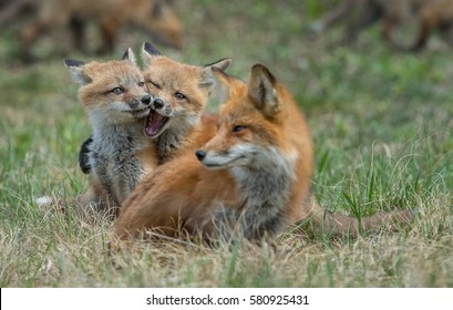 Fox Family At The Den.