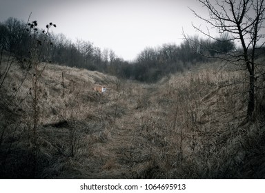 Fox in the field