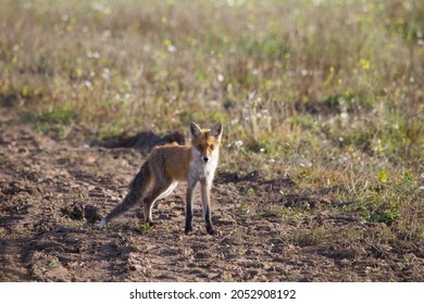 woman attacked by foxin nj woman attacked by foxin nj