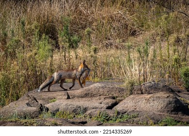 Fox With Fish In The Mouth.