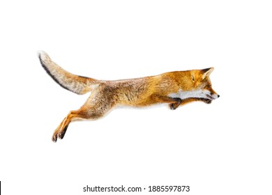 Fox flight. Jumping red fox, Vulpes vulpes, isolated on white background. Orange fur coat animal in winter. Fox on green forest meadow. Action fly funny scene from nature. Wildlife scene from Europe.