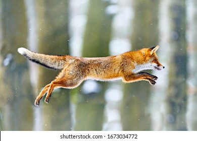Fox flight. Red Fox jumping , Vulpes vulpes, wildlife scene from Europe. Orange fur coat animal in the nature habitat. Fox on the green forest meadow. Action fly funny scene from nature.