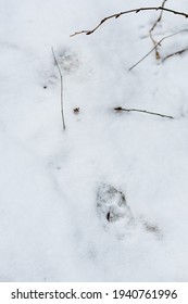 Fox Footprints In The Snow In Winter Or Spring In The Forest Or Woods, Close Up, Vertical