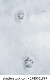 Fox Footprints In The Snow In Winter Or Spring In The Forest Or Woods, Close Up, Vertical