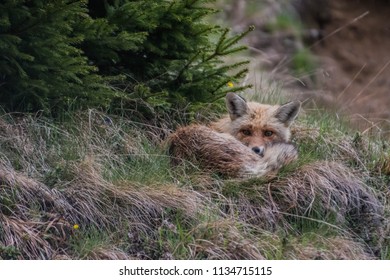 fox in forest 