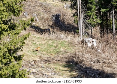 a fox in the forest      