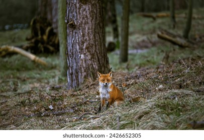 Fox in forest. A lonely fox in the forest. Lonely fox. Fox in nature