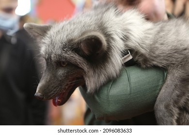 Fox. Foxes As Pet. Wild Animal At Home. FoxFamilyFest (Fox Family Fest) 2021. Man With Fox In His Arms. Silver Foxes. Cute Pet, Foxes. Furry Foxes. Lovely Silver Fox Portrait. Lovely Animal And People