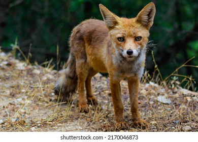 Fox In Freedom In Sierra De Cazorla