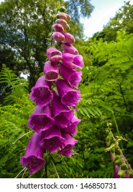 Fox Gloves
