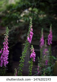  Fox Gloves 