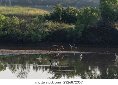 a fox in the golden light of the morning with its reflection in the water and birds all around in the water not frightened by the fox at the Le Teich ornithological reserve 