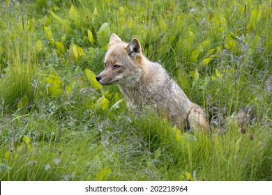 Fox in green Grass