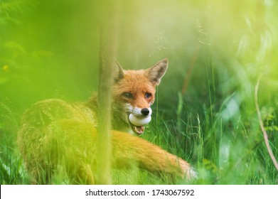 A Fox Has An Egg In His Mouth