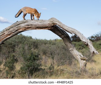Fox up high.