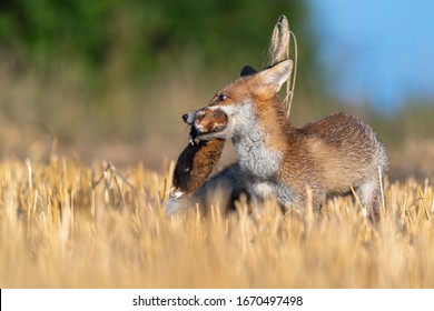 The fox holds a hamster in its mouth as its prey. Bright autumn day on the field. - Shutterstock ID 1670497498