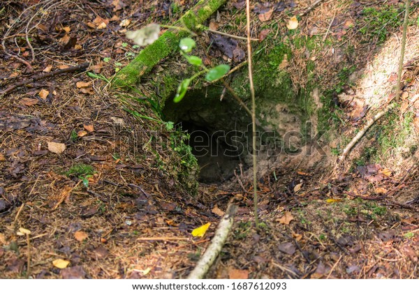 Fox hole in the forest