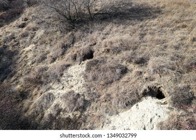 Fox Hole Images, Stock Photos & Vectors | Shutterstock