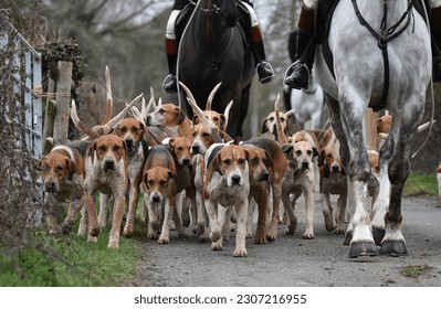 Fox Hounds sobre el camino a una reunión. 