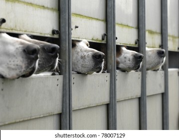 Fox Hounds Waiting To Go Out