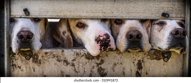 Fox Hunting Hounds