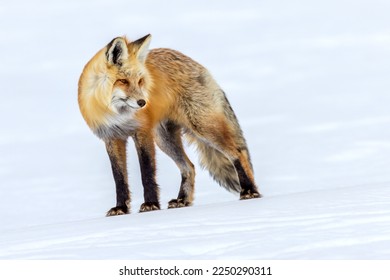 Fox hunting in Yellowstone National Park - Shutterstock ID 2250290311