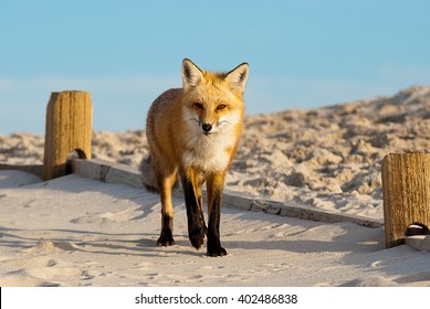 Fox At Island Beach State Park, NJ