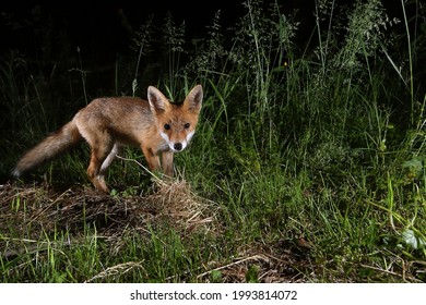 Fox isolated at night flashlight