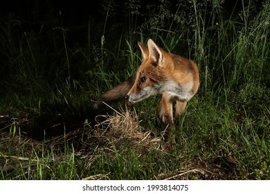 Fox isolated at night flashlight