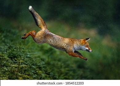 Fox Jump. Orange Fur Coat Animal In The Nature Habitat. Fox On The Green Forest Meadow. Red Fox Jumping , Vulpes Vulpes, Wildlife Scene From Europe. Fox Running In The Snow.