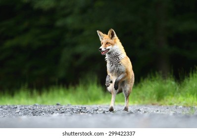 Fox jumping