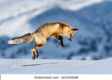 fox jumping to hunt for mouse in yellowstone hayden valley on snowy winter day