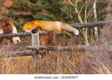 Fox Jumping While Hunting Prey