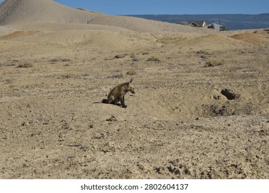 Fox kit poses for the camera