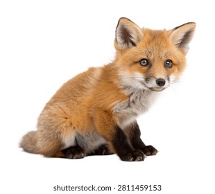Fox Kit Sitting Cute Fox Kit Sitting Front Fac Isolated On White Background