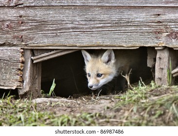 Baby Red Fox Images Stock Photos Vectors Shutterstock