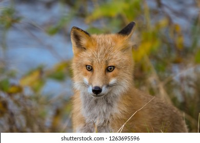 Fox Kodiak Alaska