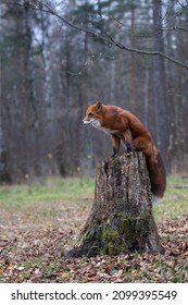 The Fox Lies In The Autumn Forest