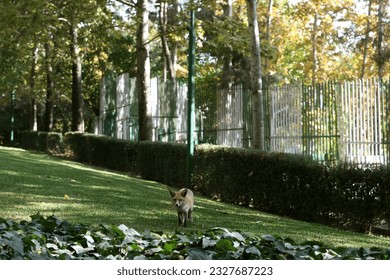 The fox lives in the park environment in the vicinity of humans and city and takes food from people.In recent years, animals have come closer to the city again. - Powered by Shutterstock