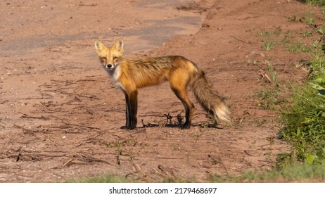 Fox Looking Straight Towards Camera On Red Dirt Path