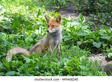 Fox looks to the side while sitting on his hind legs in the grass