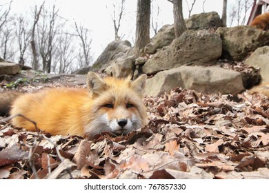 A fox is lying down on the fallen leaves in autumn