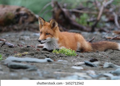 Fox At McNeil River State Game Sanctuary Alaska