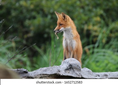 Fox At McNeil River State Game Sanctuary Alaska