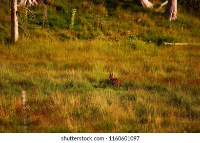 Fox In Mountain Grass