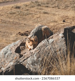 fox in the mountain with rocks
