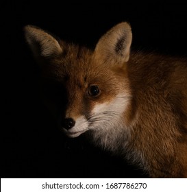 Fox bei Nacht beleuchtet von der Seite