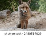 A fox on the Borosa river route, in the Sierra de Cazorla, Segura and las Villas natural park. Andalusia. Jaen. Spain