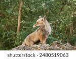 A fox on the Borosa river route, in the Sierra de Cazorla, Segura and las Villas natural park. Andalusia. Jaen. Spain