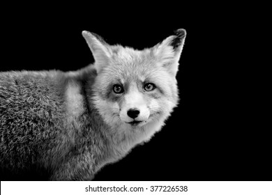 Fox on dark background. Black and white image